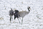 common cranes