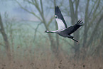 common crane