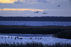 common crane