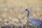 common crane