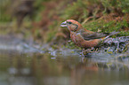 American crossbill