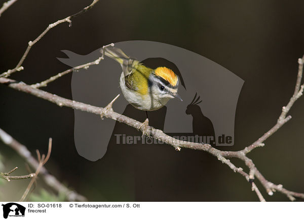 firecrest / SO-01618