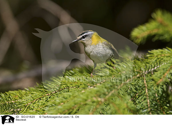 firecrest / SO-01620