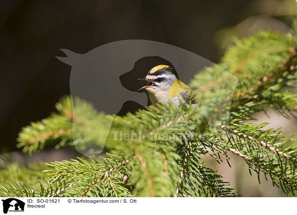 firecrest / SO-01621
