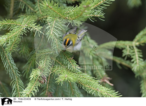 firecrest / THA-03409