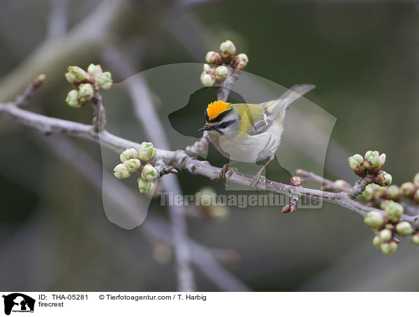 firecrest / THA-05281