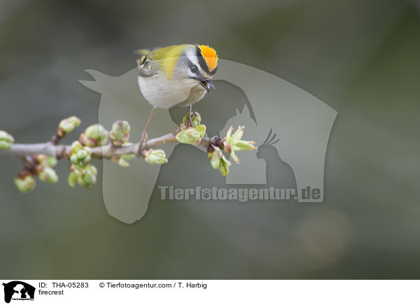firecrest / THA-05283