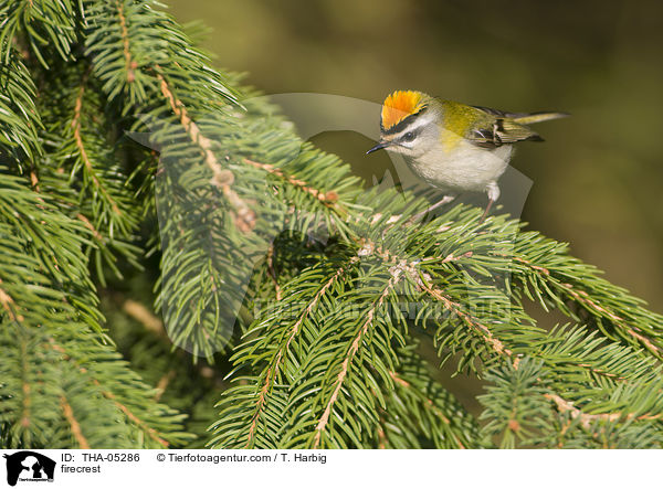 firecrest / THA-05286