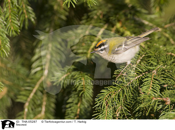 firecrest / THA-05287
