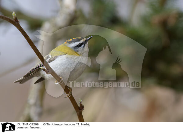 Sommergoldhhnchen / common firecrest / THA-09269