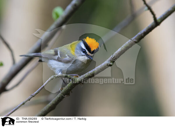 common firecrest / THA-09289