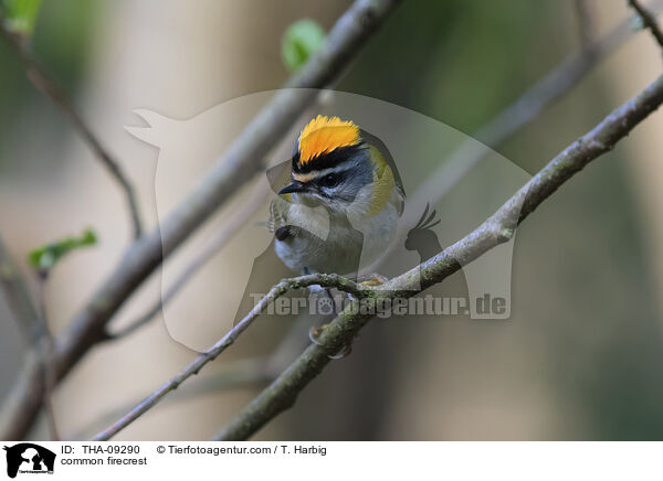 common firecrest / THA-09290