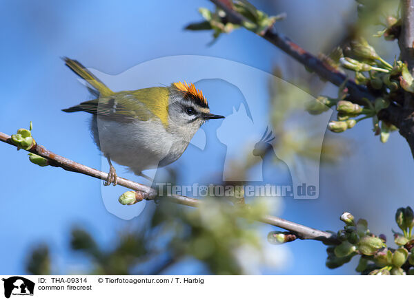 common firecrest / THA-09314