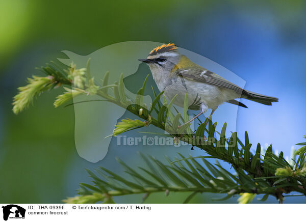 Sommergoldhhnchen / common firecrest / THA-09396