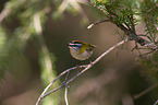 common firecrest