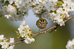 common firecrest