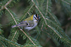 common firecrest