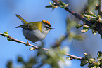 common firecrest