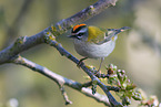common firecrest