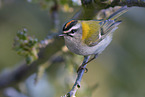 common firecrest