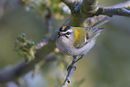 common firecrest