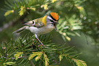 common firecrest