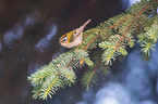 common firecrest