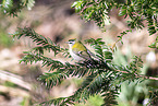 common firecrest