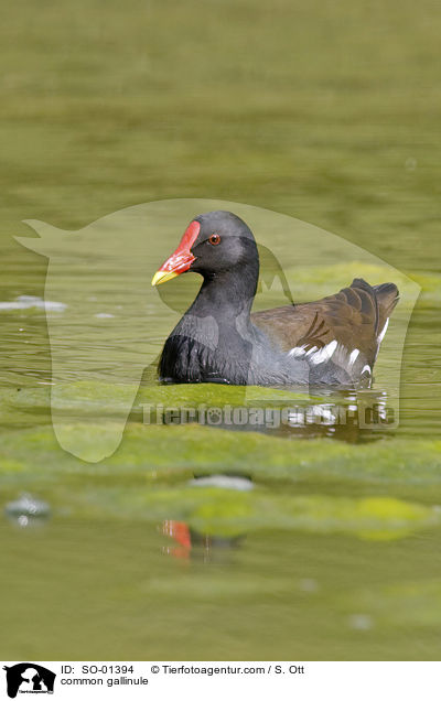 common gallinule / SO-01394