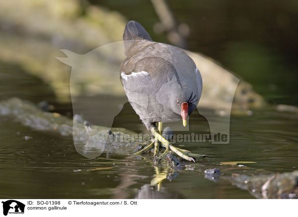 Teichhuhn / common gallinule / SO-01398