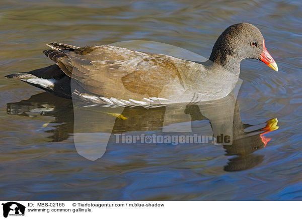 schwimmendes Teichhuhn / swimming common gallinule / MBS-02165