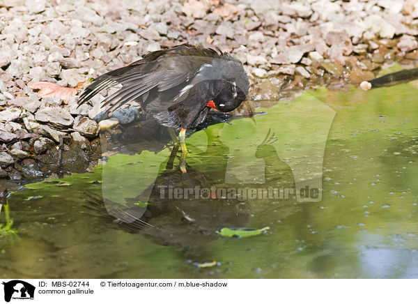Teichhuhn / common gallinule / MBS-02744