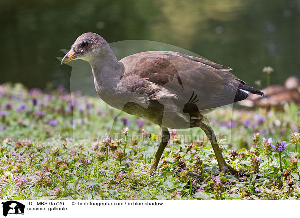 Teichhuhn / common gallinule / MBS-05726