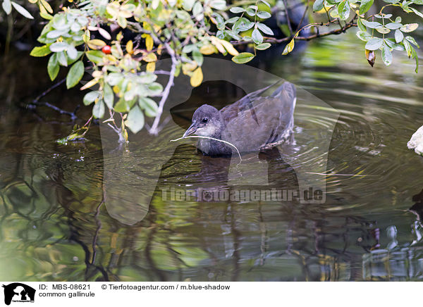 Teichhuhn / common gallinule / MBS-08621