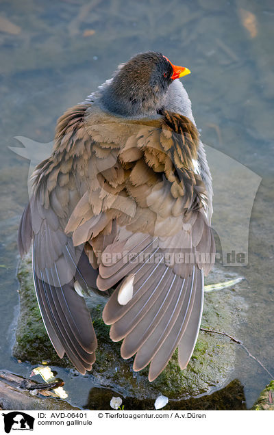 Teichhuhn / common gallinule / AVD-06401