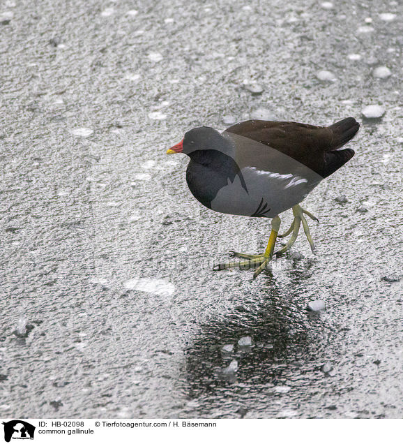 Teichhuhn / common gallinule / HB-02098