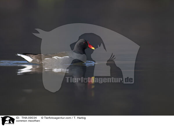 common moorhen / THA-09034
