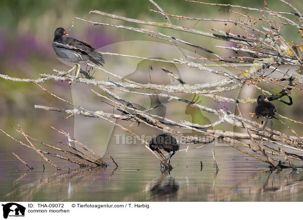 Teichralle / common moorhen / THA-09072