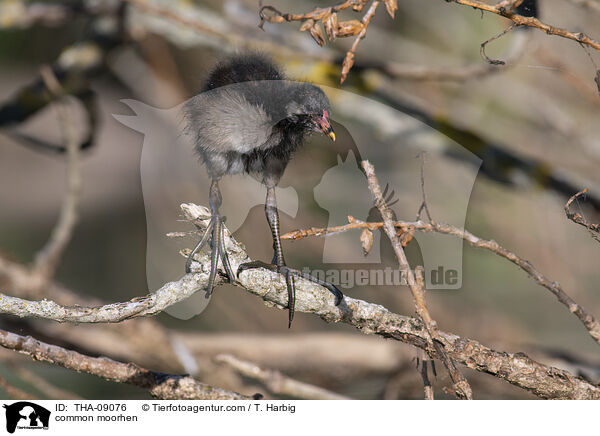 Teichralle / common moorhen / THA-09076