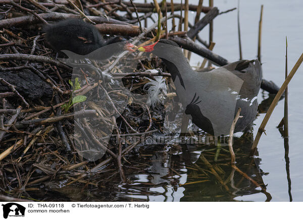 Teichralle / common moorhen / THA-09118