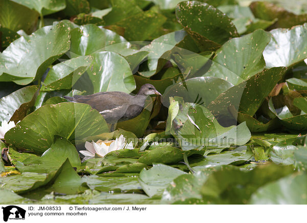 junge Teichralle / young common moorhen / JM-08533