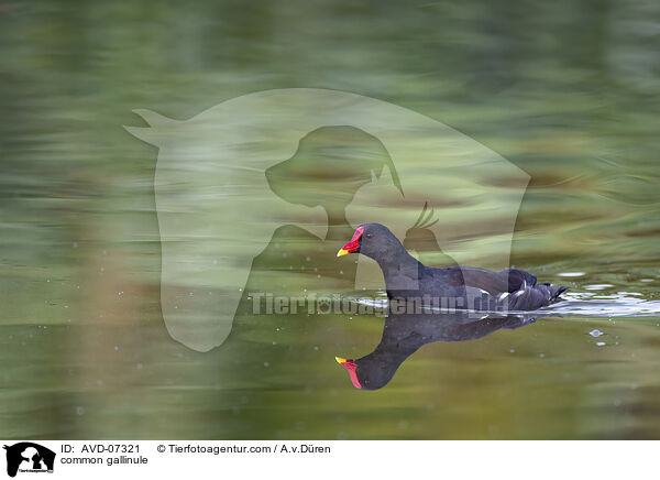 Teichhuhn / common gallinule / AVD-07321