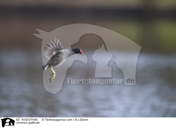Teichhuhn / common gallinule / AVD-07496