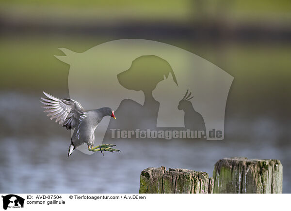 Teichhuhn / common gallinule / AVD-07504