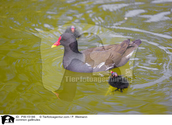 Teichhhner / common gallinules / PW-15186