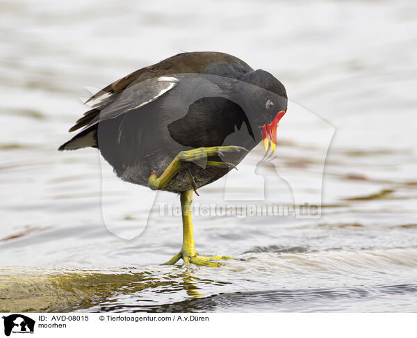 Teichhuhn / moorhen / AVD-08015