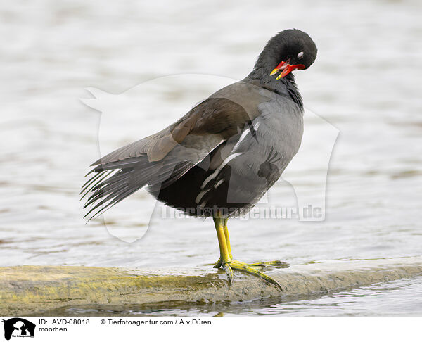 Teichhuhn / moorhen / AVD-08018