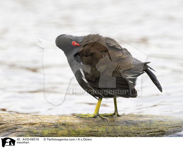 Teichhuhn / moorhen / AVD-08019