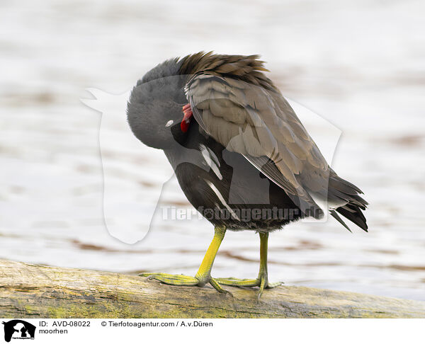 Teichhuhn / moorhen / AVD-08022
