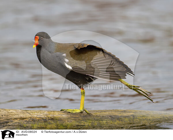 Teichhuhn / moorhen / AVD-08024